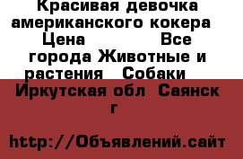 Красивая девочка американского кокера › Цена ­ 35 000 - Все города Животные и растения » Собаки   . Иркутская обл.,Саянск г.